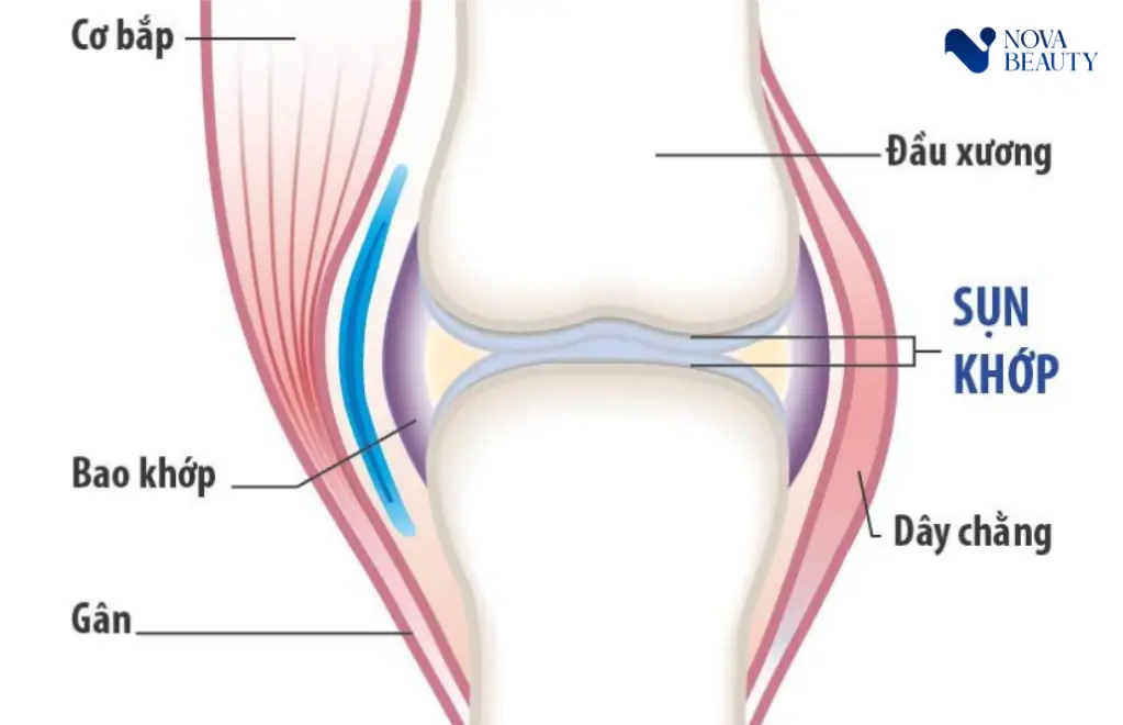 Cấu tạo của khớp