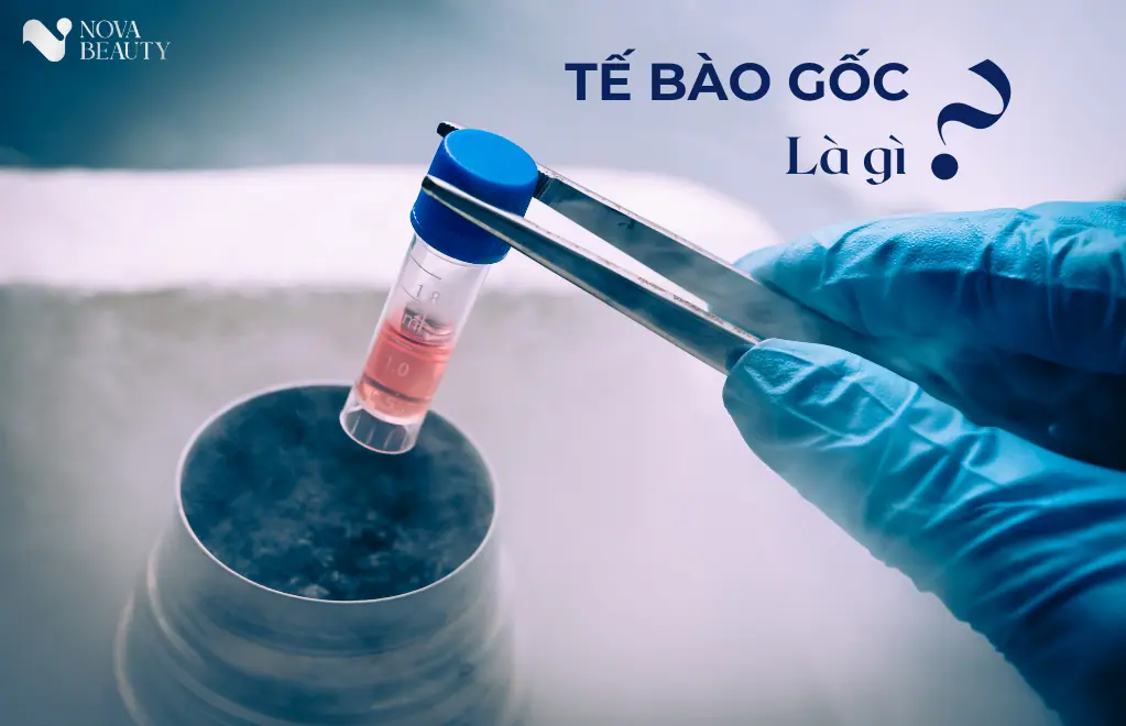 Tế bào gốc là gì? Tế bào gốc giúp điều trị thoái hoá khớp