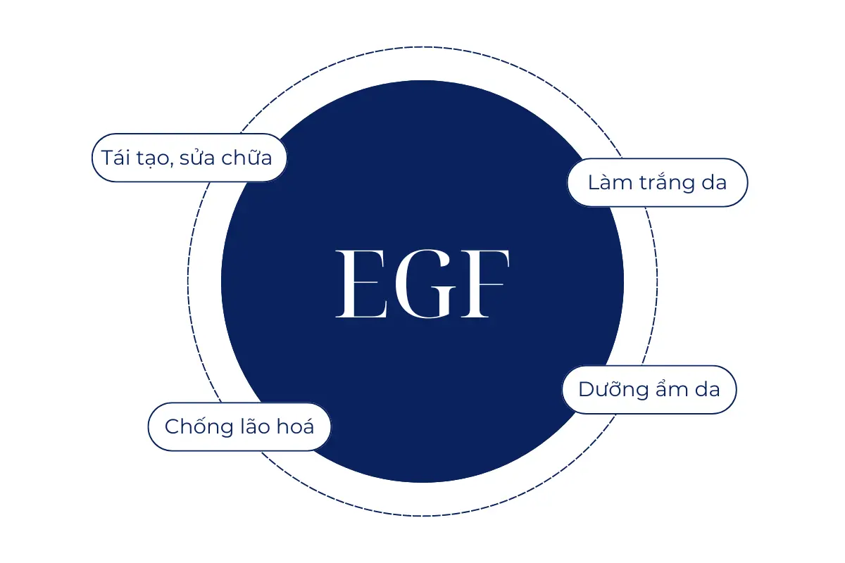 Tác dụng của EGF